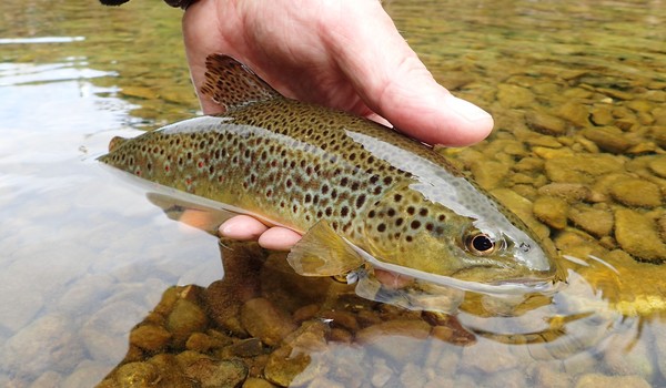 A small stream brown trout