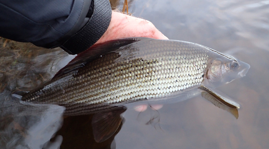 Grayling on Penrith Anglers waters