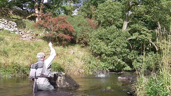 Stealth can be key to success on the River Lowther...Andrew Dixon is into a fish!
